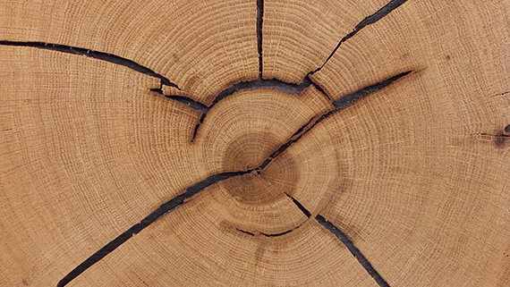 Hirnholz offene Risse Akzent-Kachel: Hirnholz eine Bauscheibe mit Jahresringen und starker Maserung und natürlichen offene Risse.